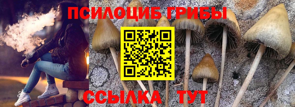 Псилоцибиновые грибы Psilocybine cubensis Лесной